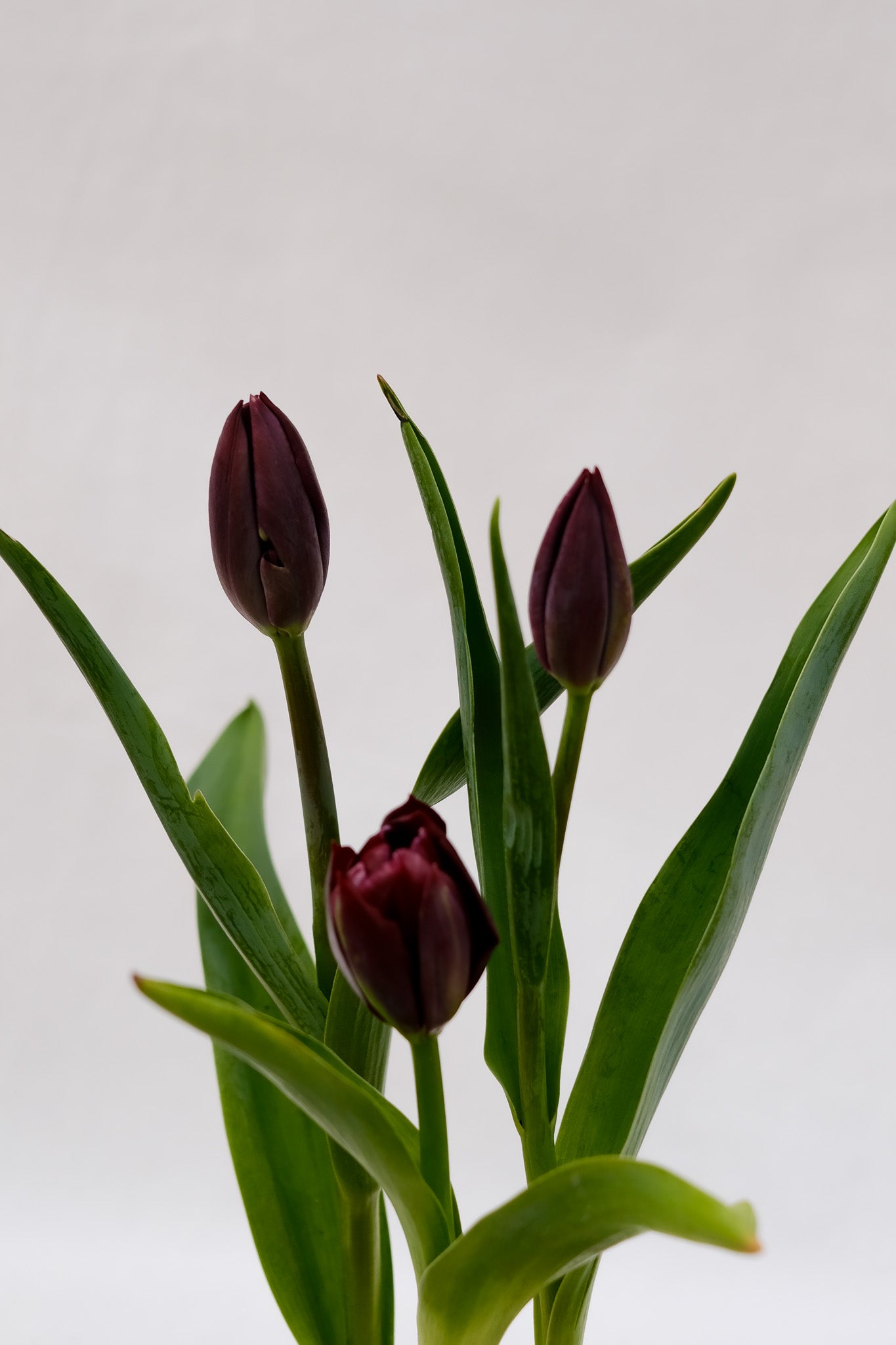 Fresh Tulips / Black Diamond
