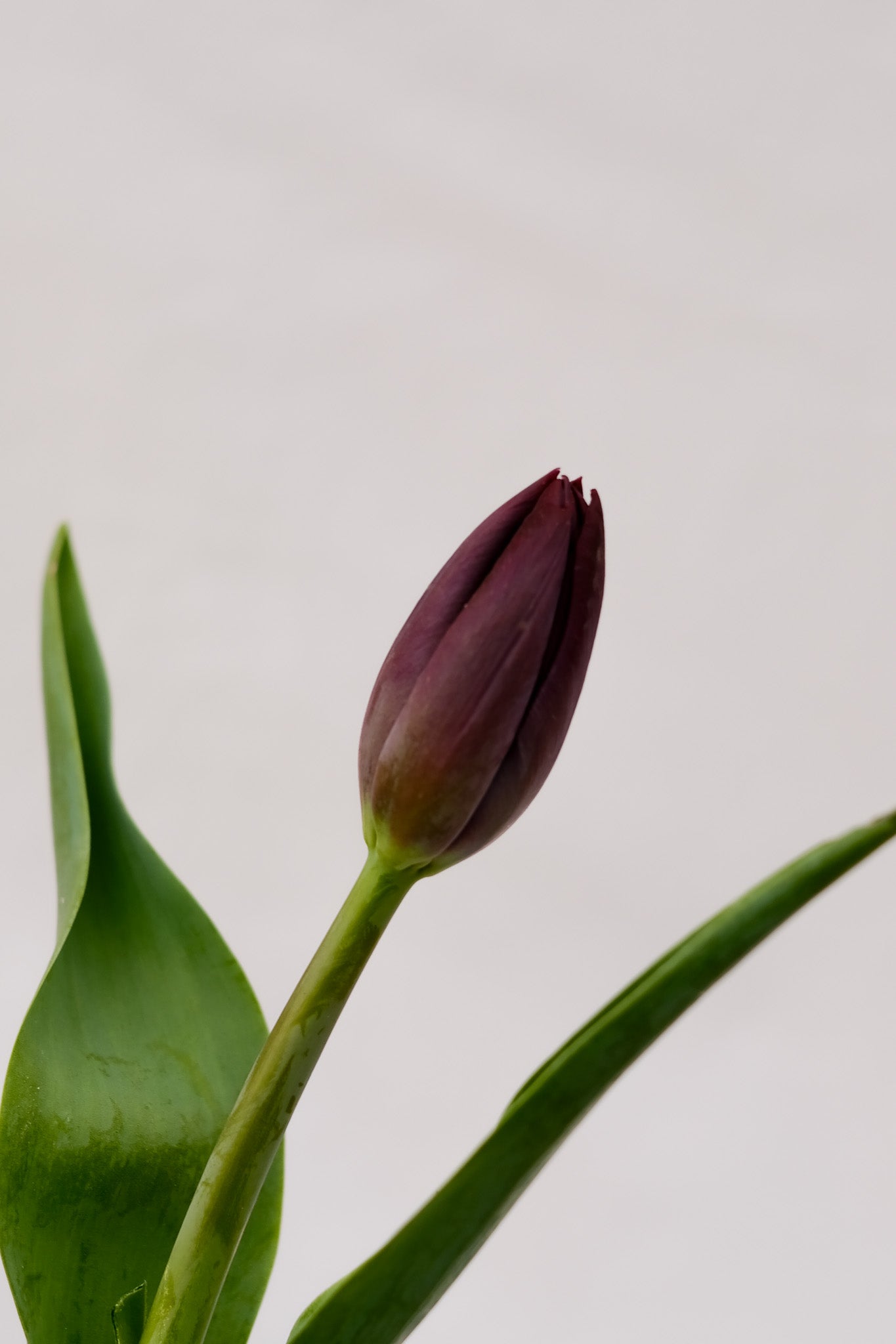 Fresh Tulips / Black Diamond