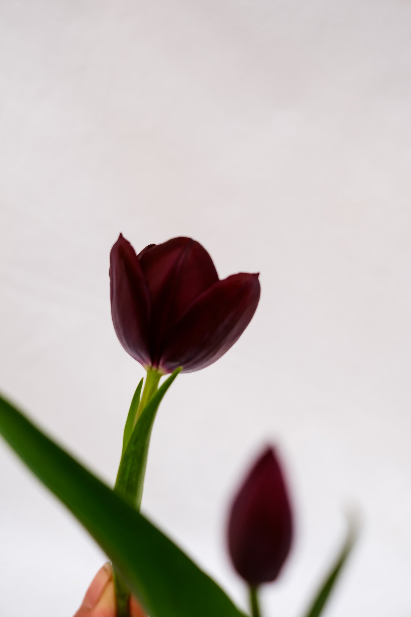Fresh Tulips / Black Diamond