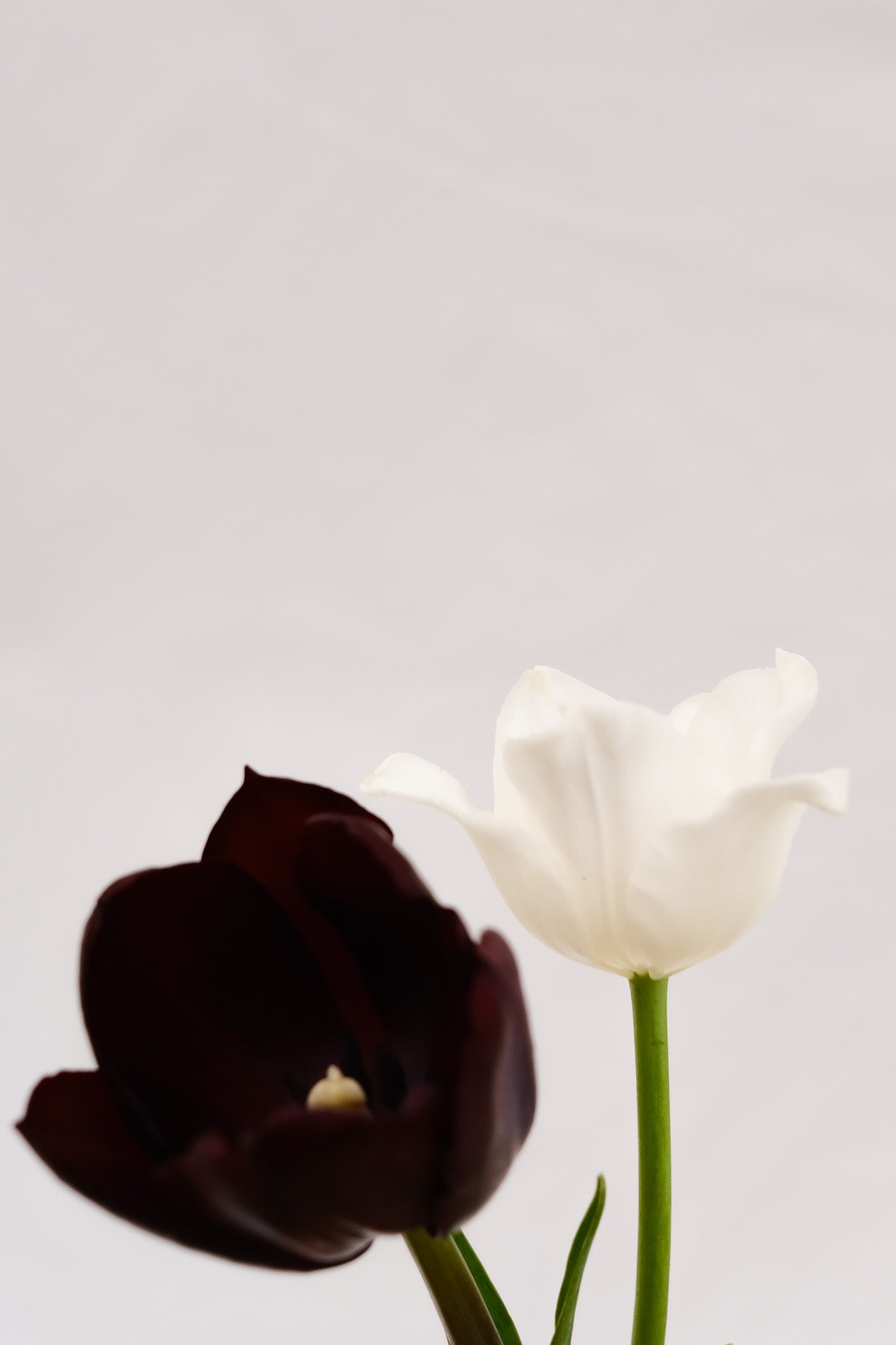 Fresh Tulips / Black Diamond