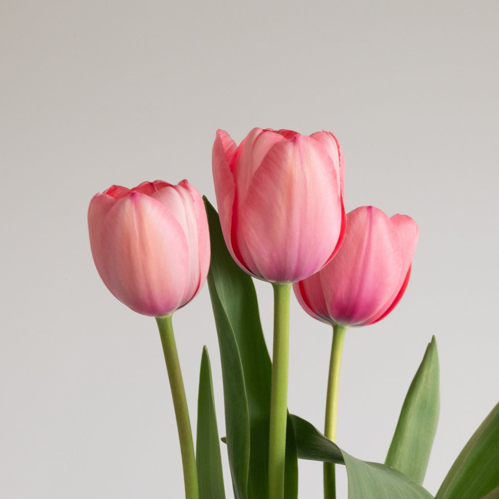 Sissi Tulip – Pre-Chilled Bulbs