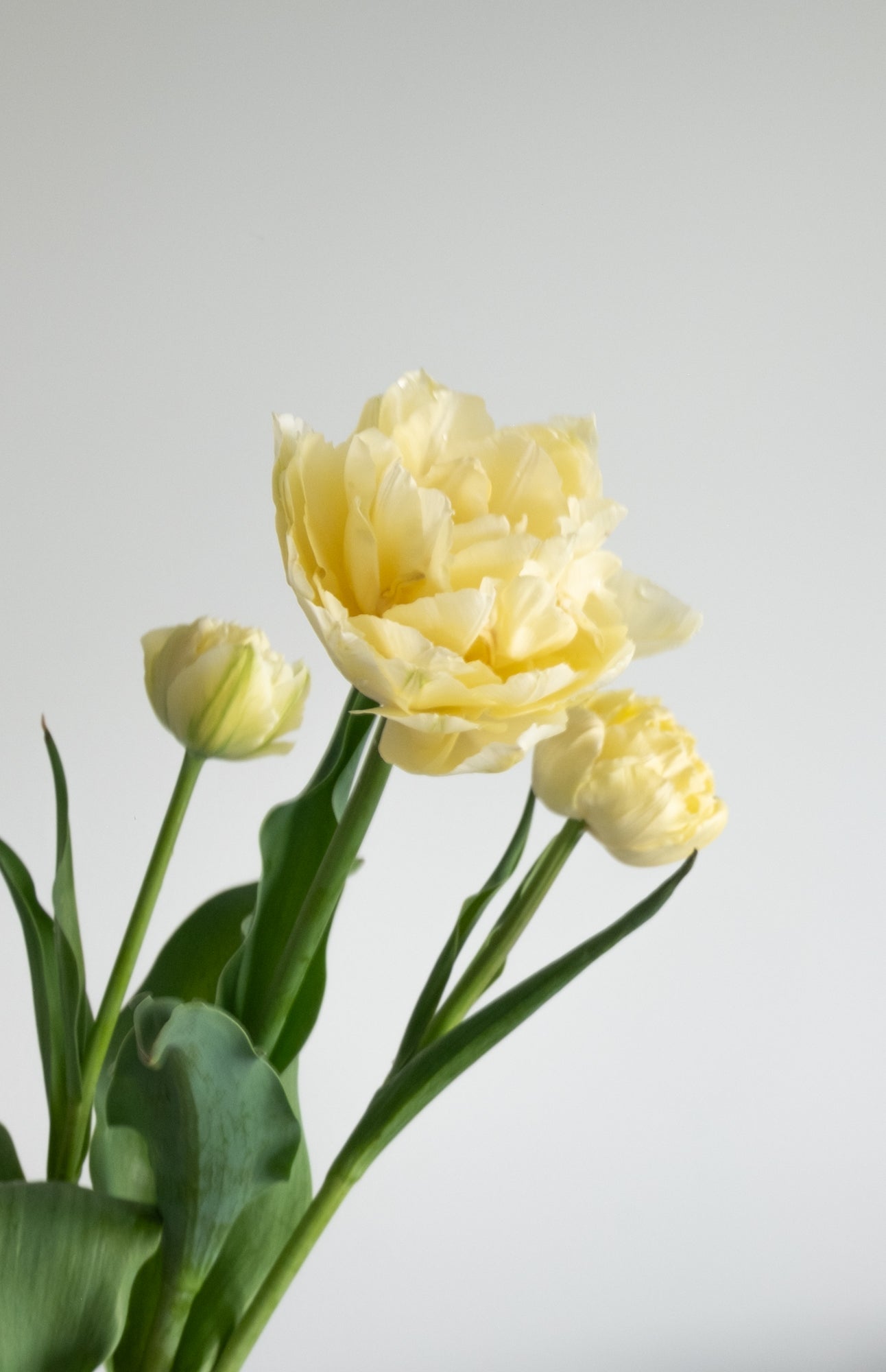 Fresh Tulips / Buttercup