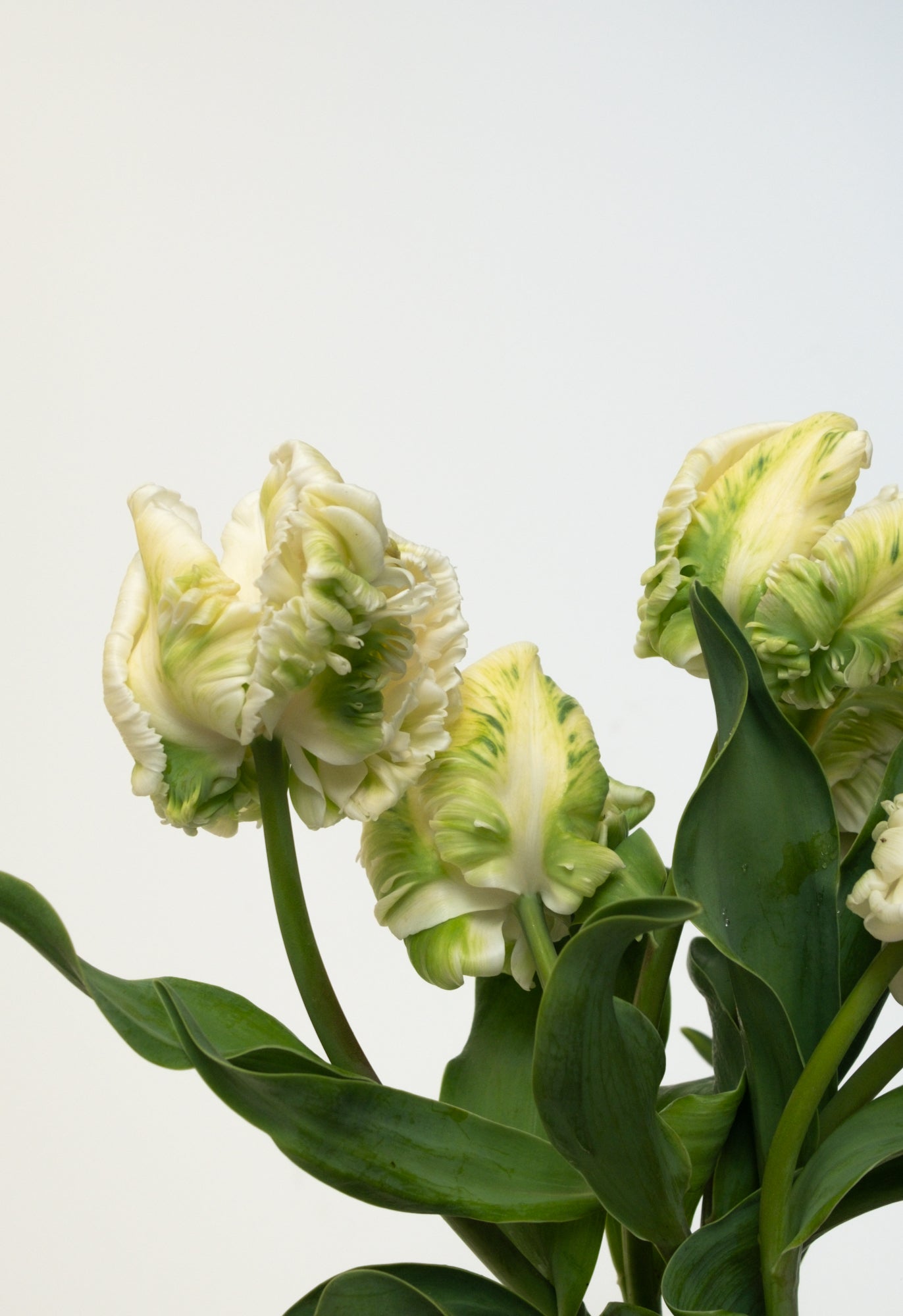 Fresh Tulips / Pearl  NEW