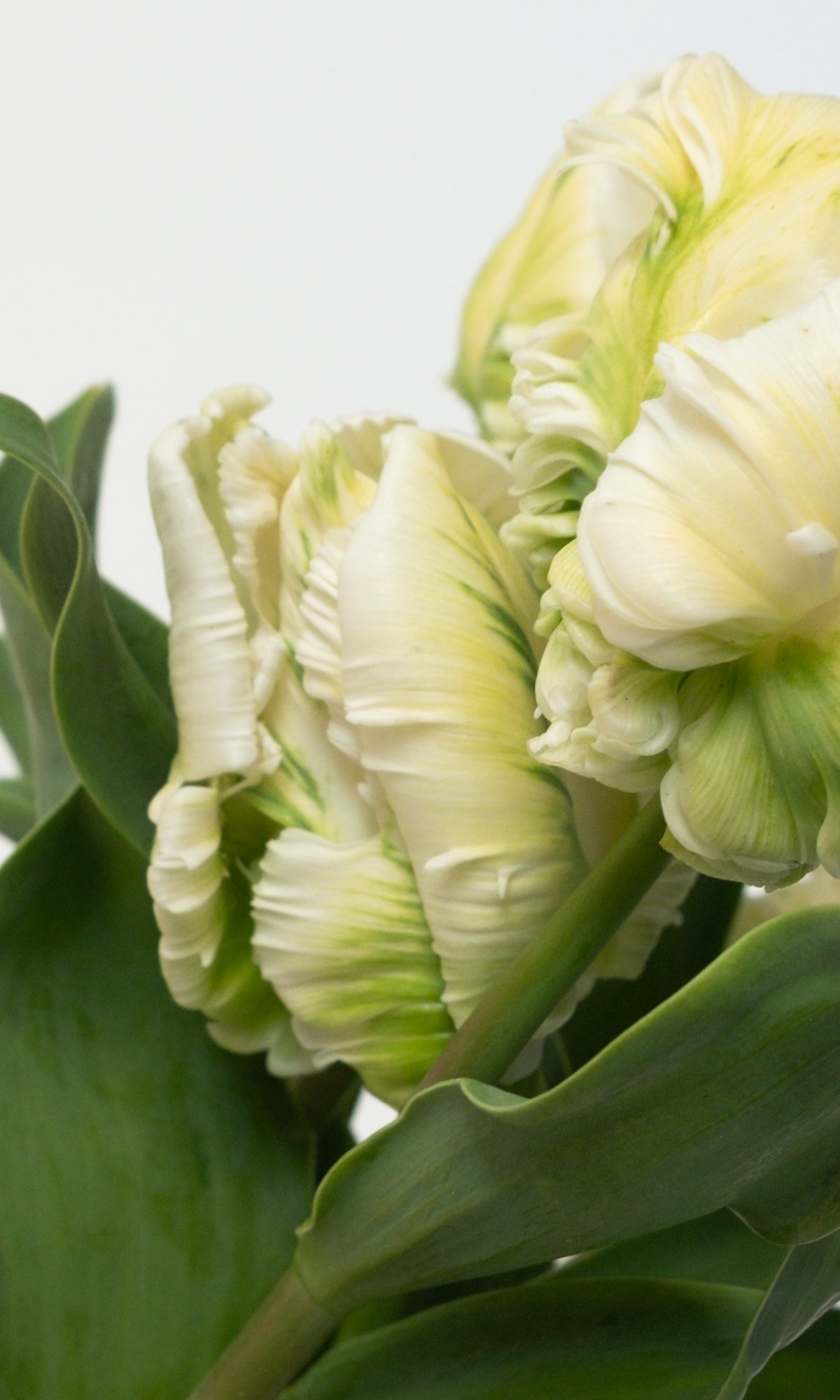 Fresh Tulips / Pearl  NEW