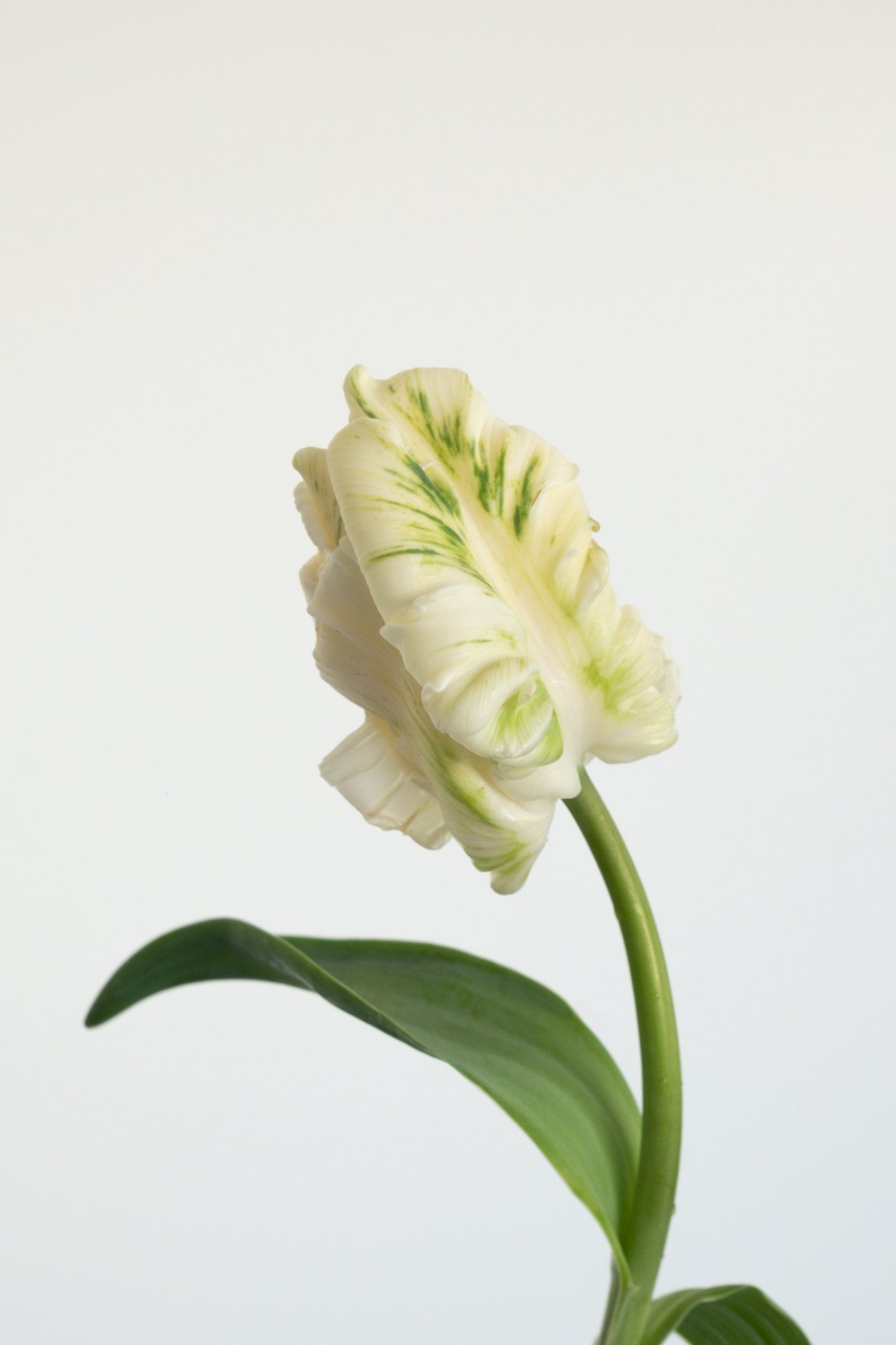 Fresh Tulips / Pearl  NEW