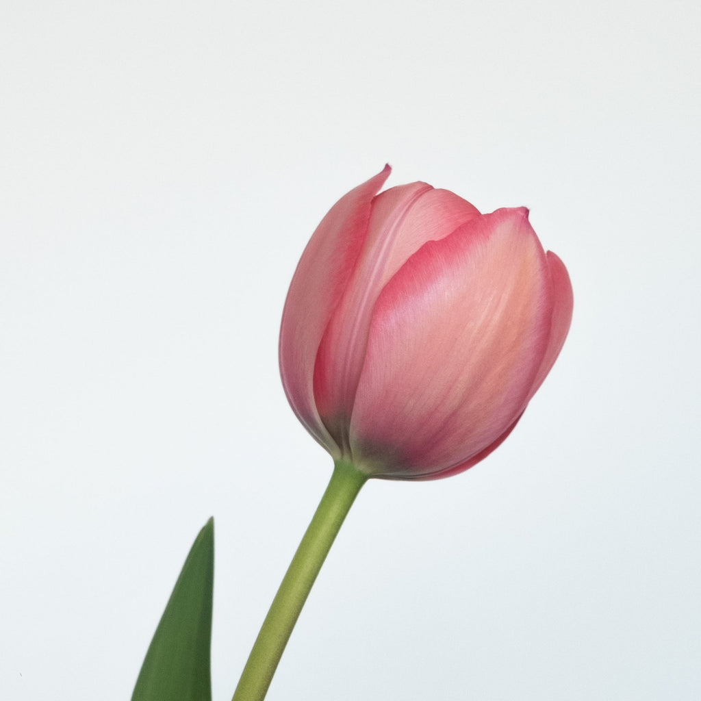 Sissi Tulip – Pre-Chilled Bulbs