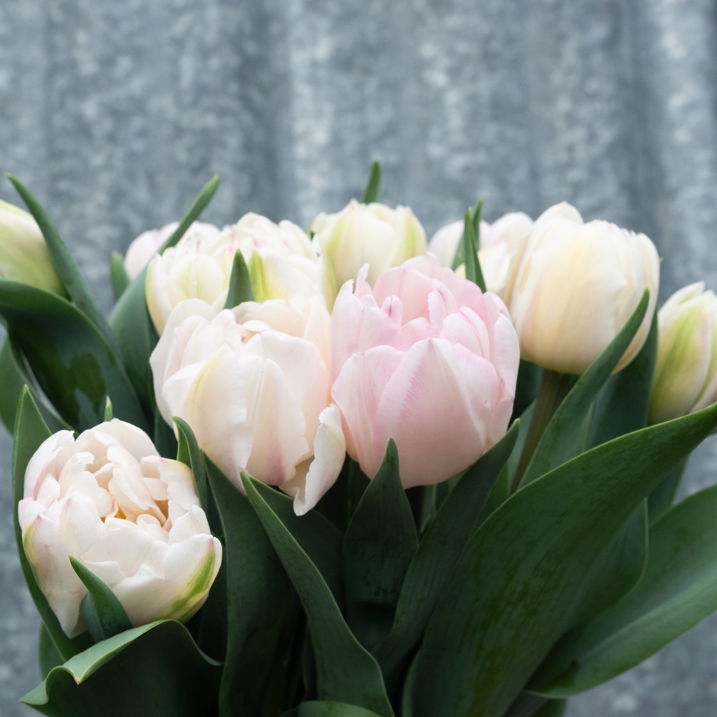 Fresh Tulips / Foxtrot