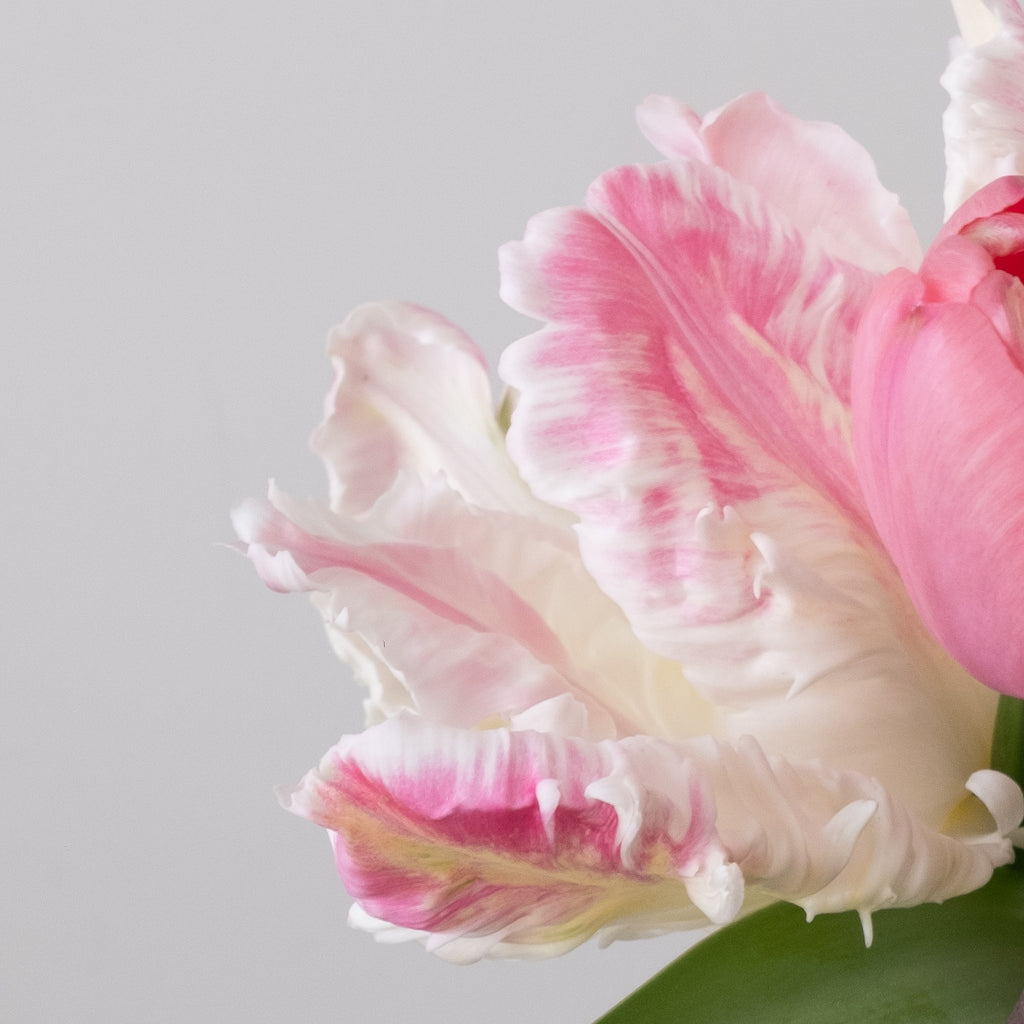 Cabana Tulip – Pre-Chilled Bulbs