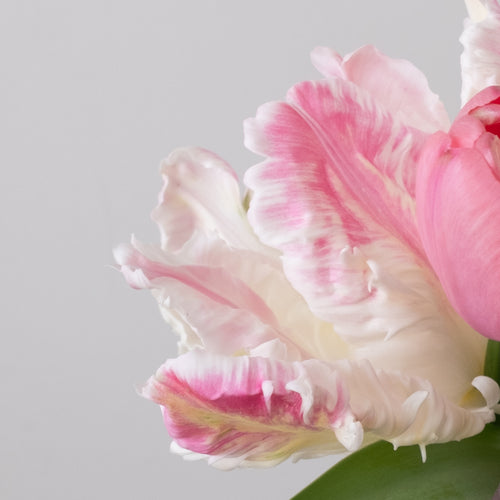 Cabana Tulip – Pre-Chilled Bulbs