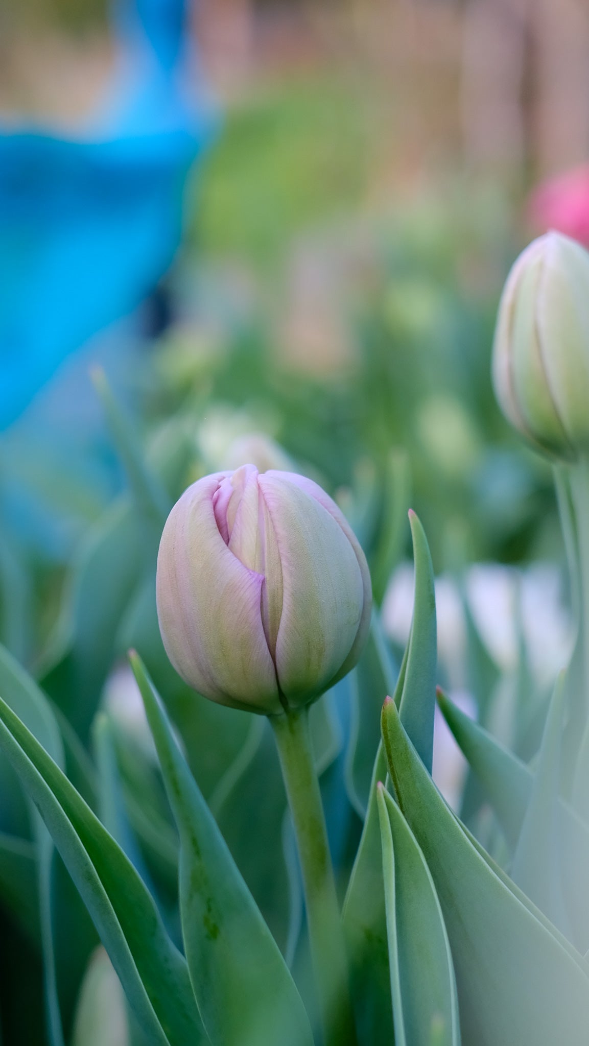 Fresh Tulips / Fairy Dust