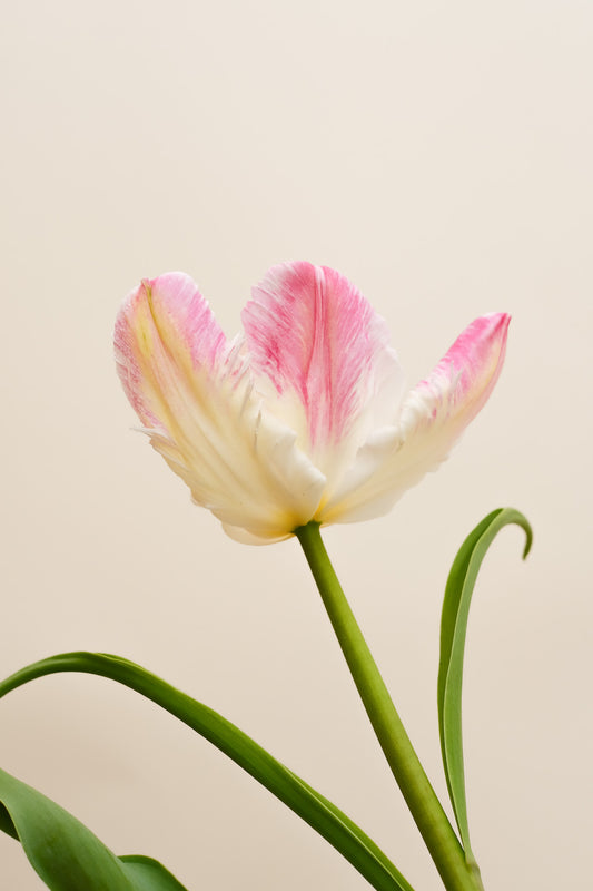 Fresh Tulips / Pixie