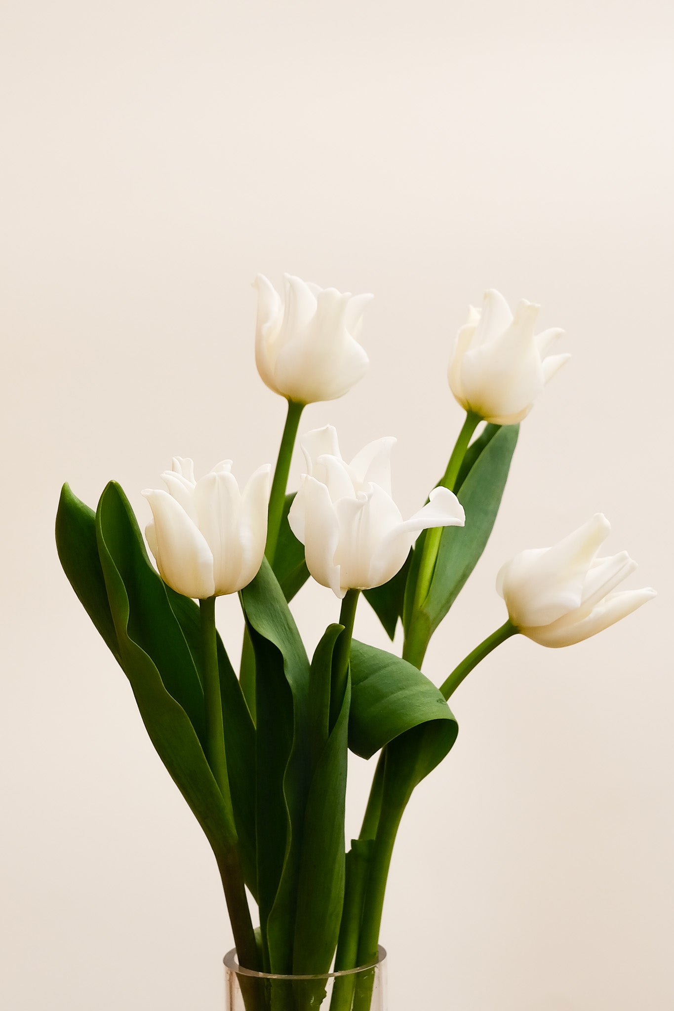 Fresh Tulips / Liberstar