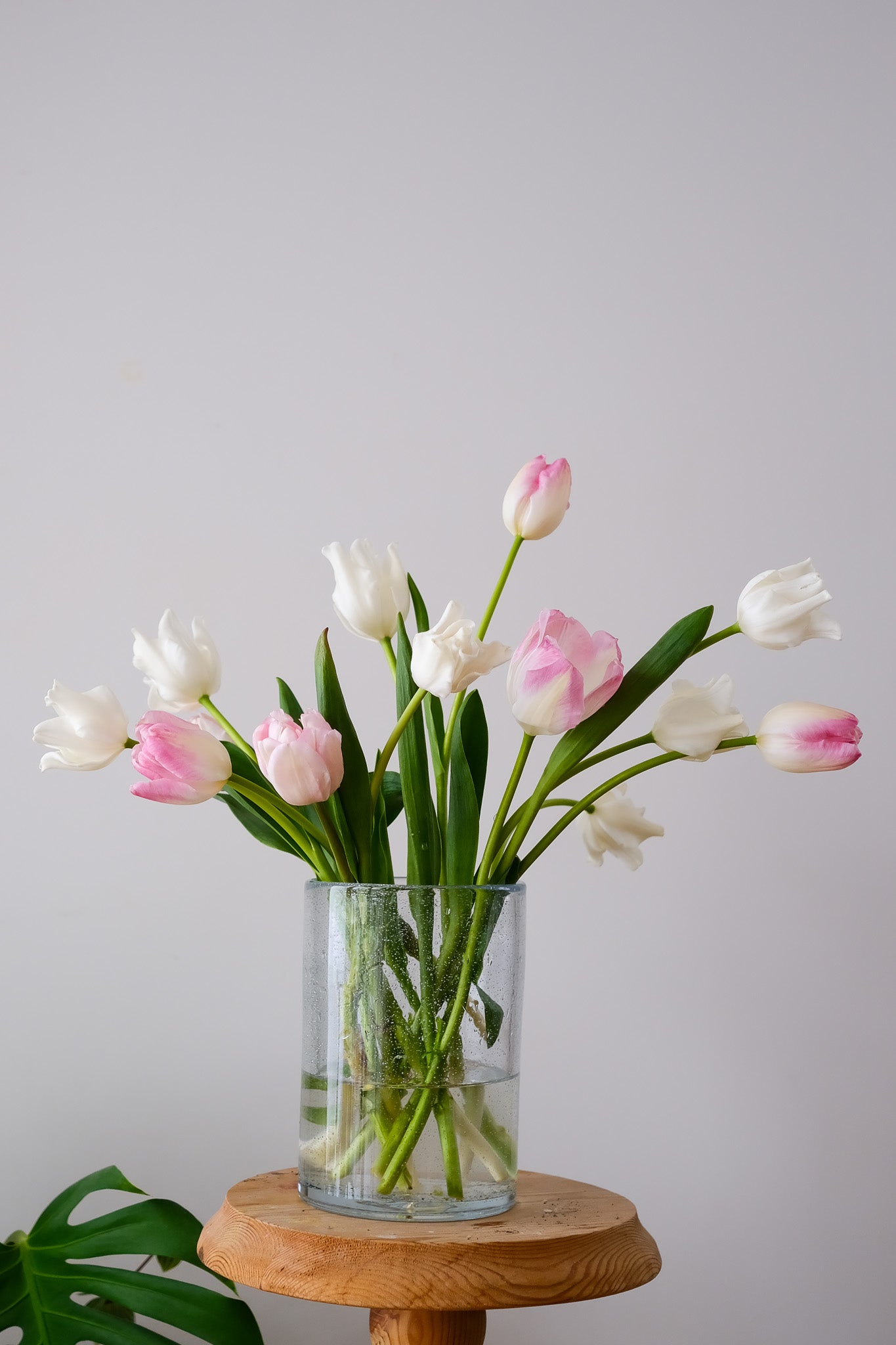 Fresh Tulips / Mixed