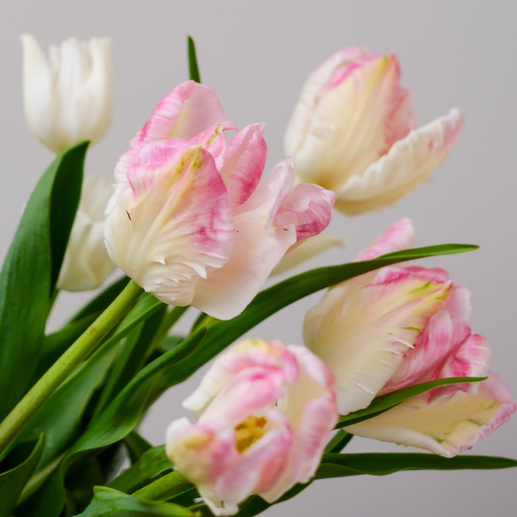 Cabana Tulip – Pre-Chilled Bulbs