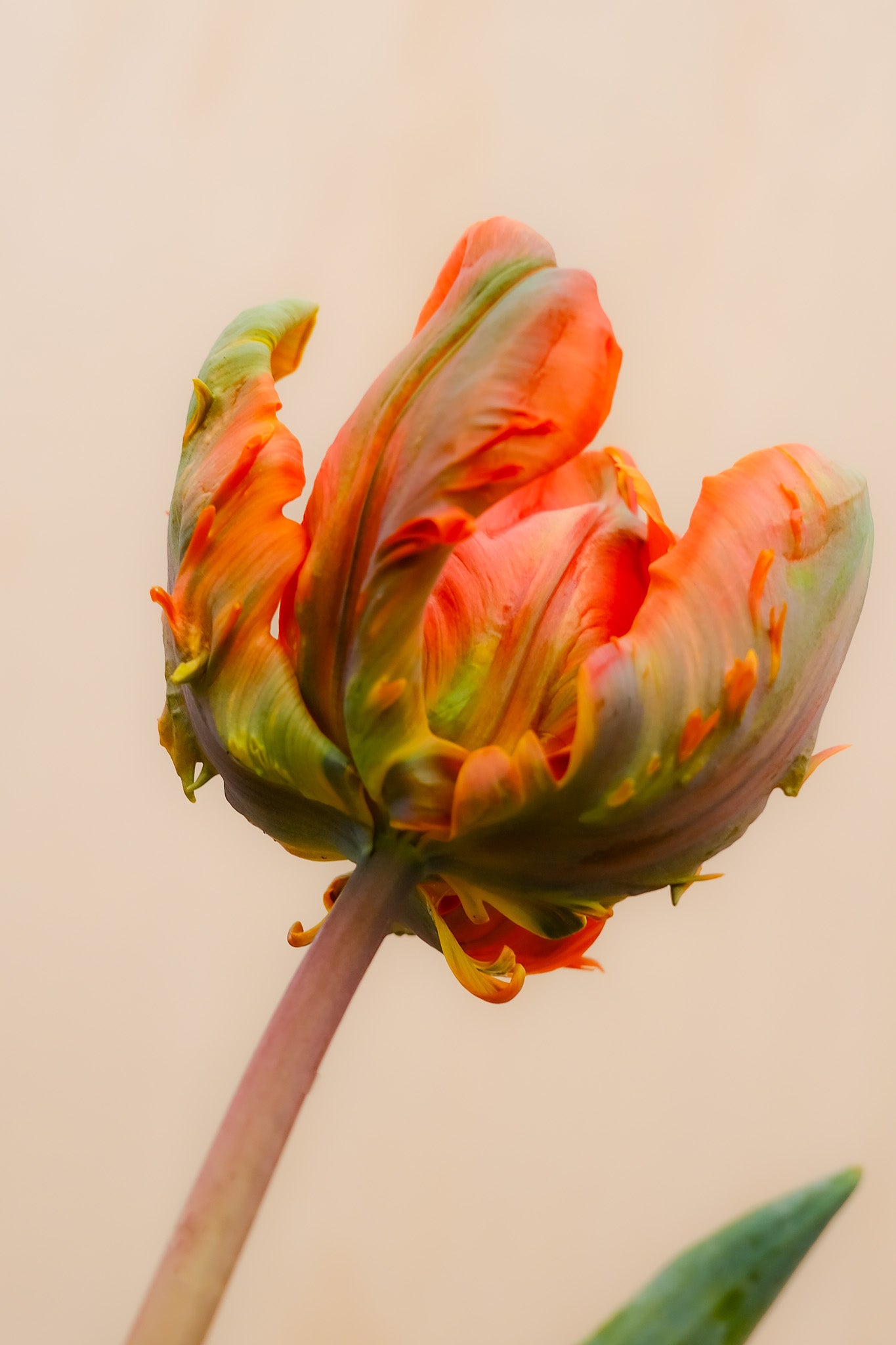 Fresh Tulips / Bonfire