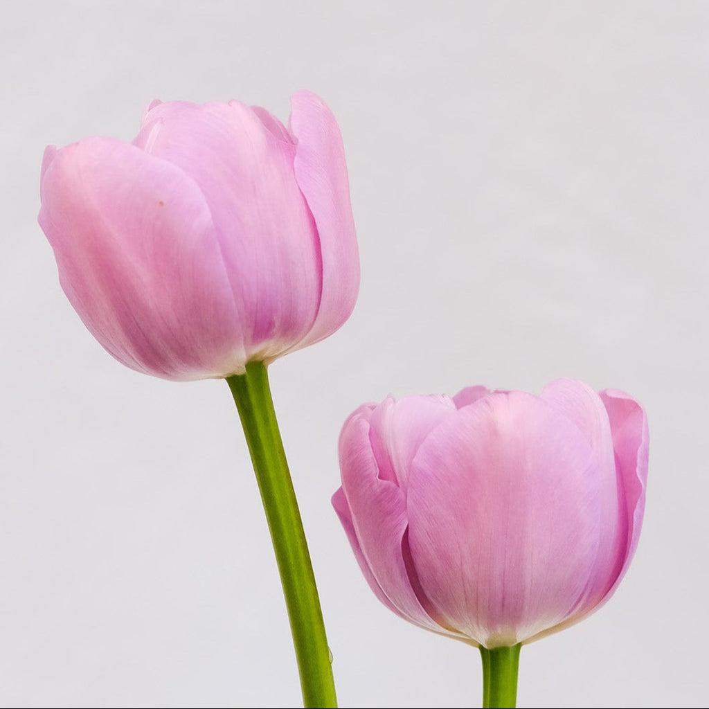 Katinka Tulip – Pre-Chilled Bulbs