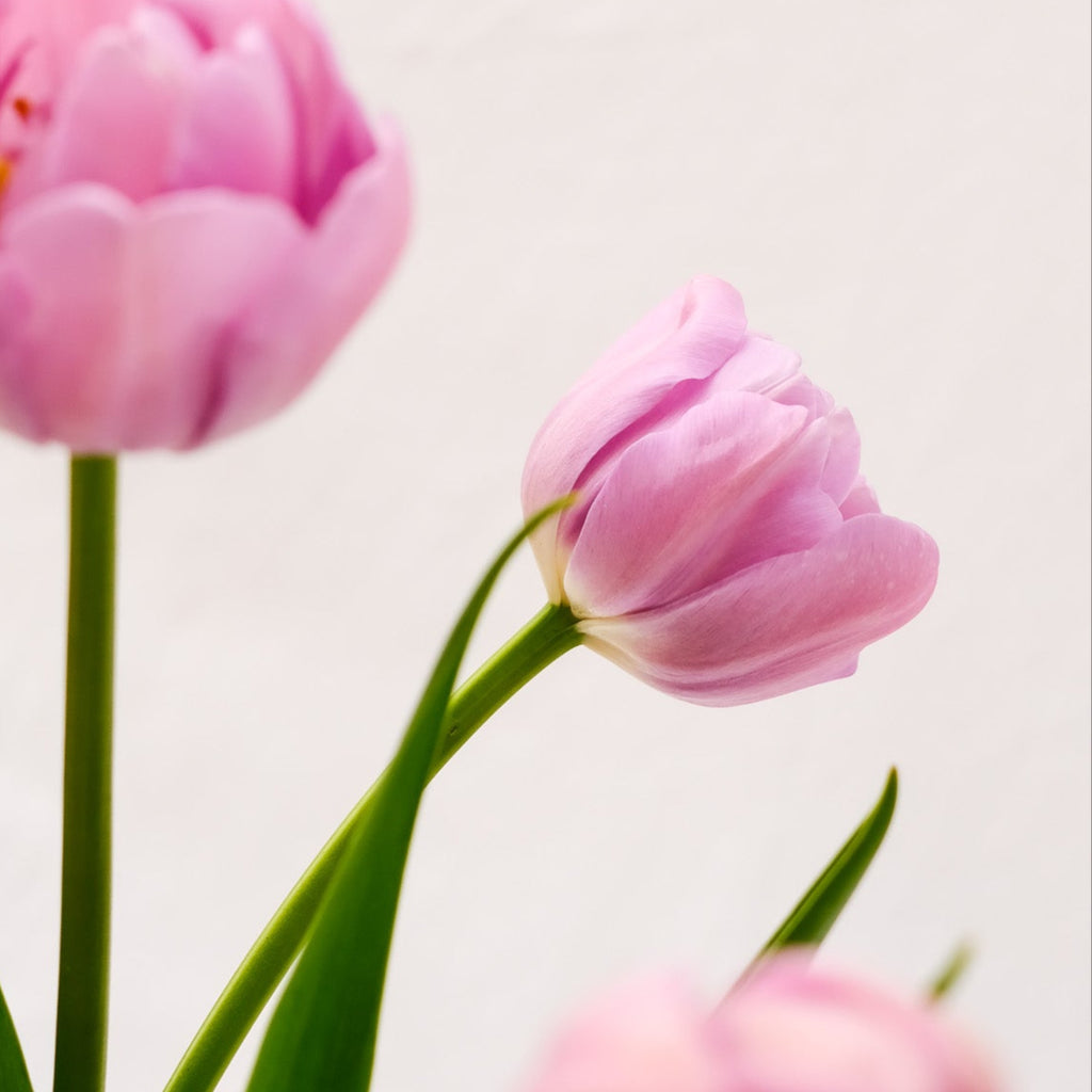 Katinka Tulip – Pre-Chilled Bulbs