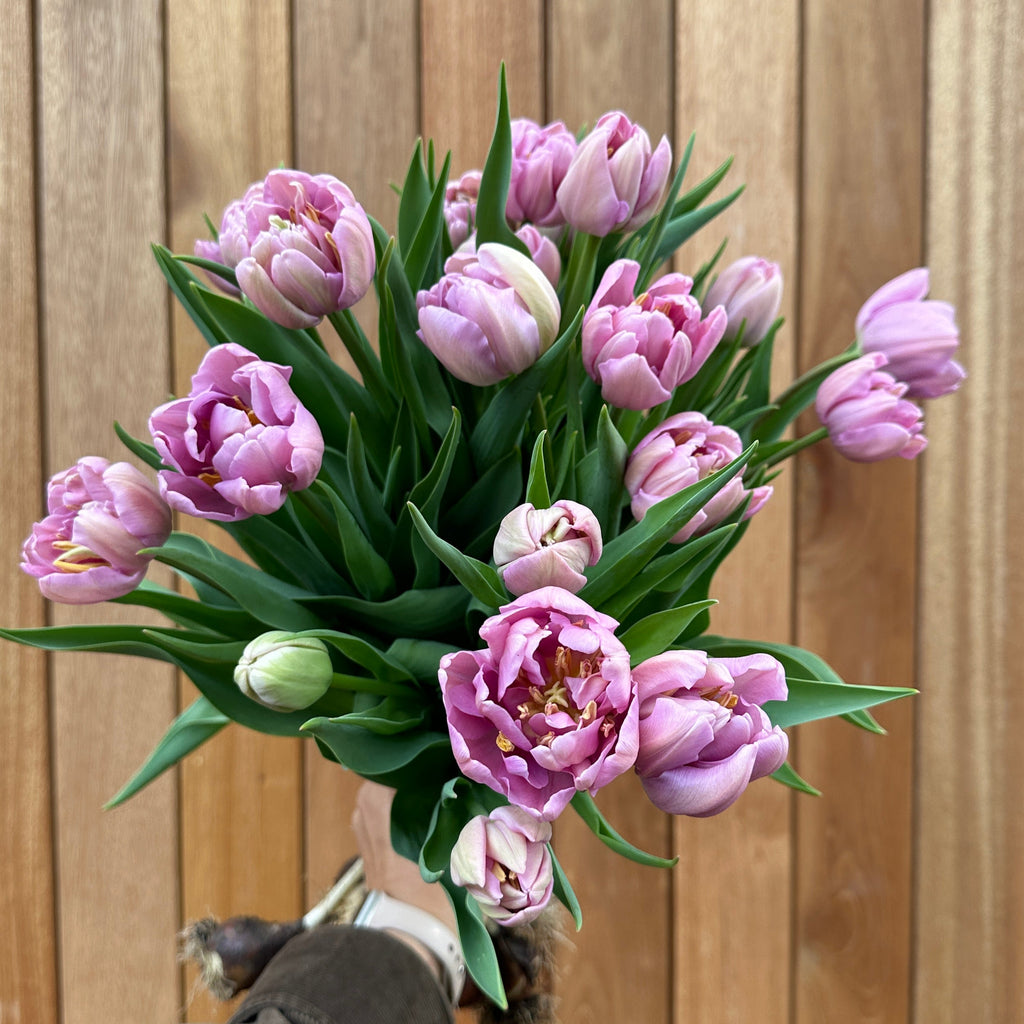Katinka Tulip – Pre-Chilled Bulbs