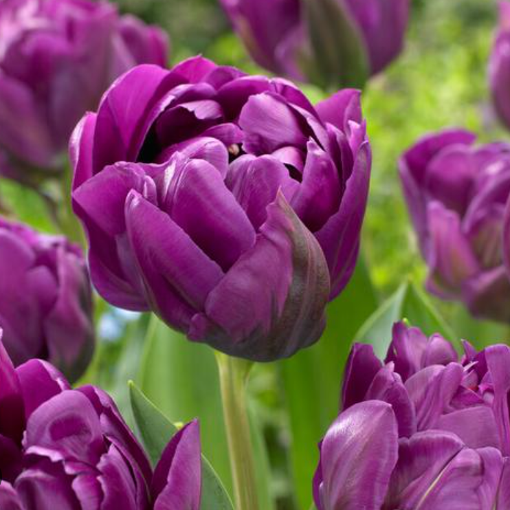 Saigon Double Tulip – Pre-Chilled Bulbs