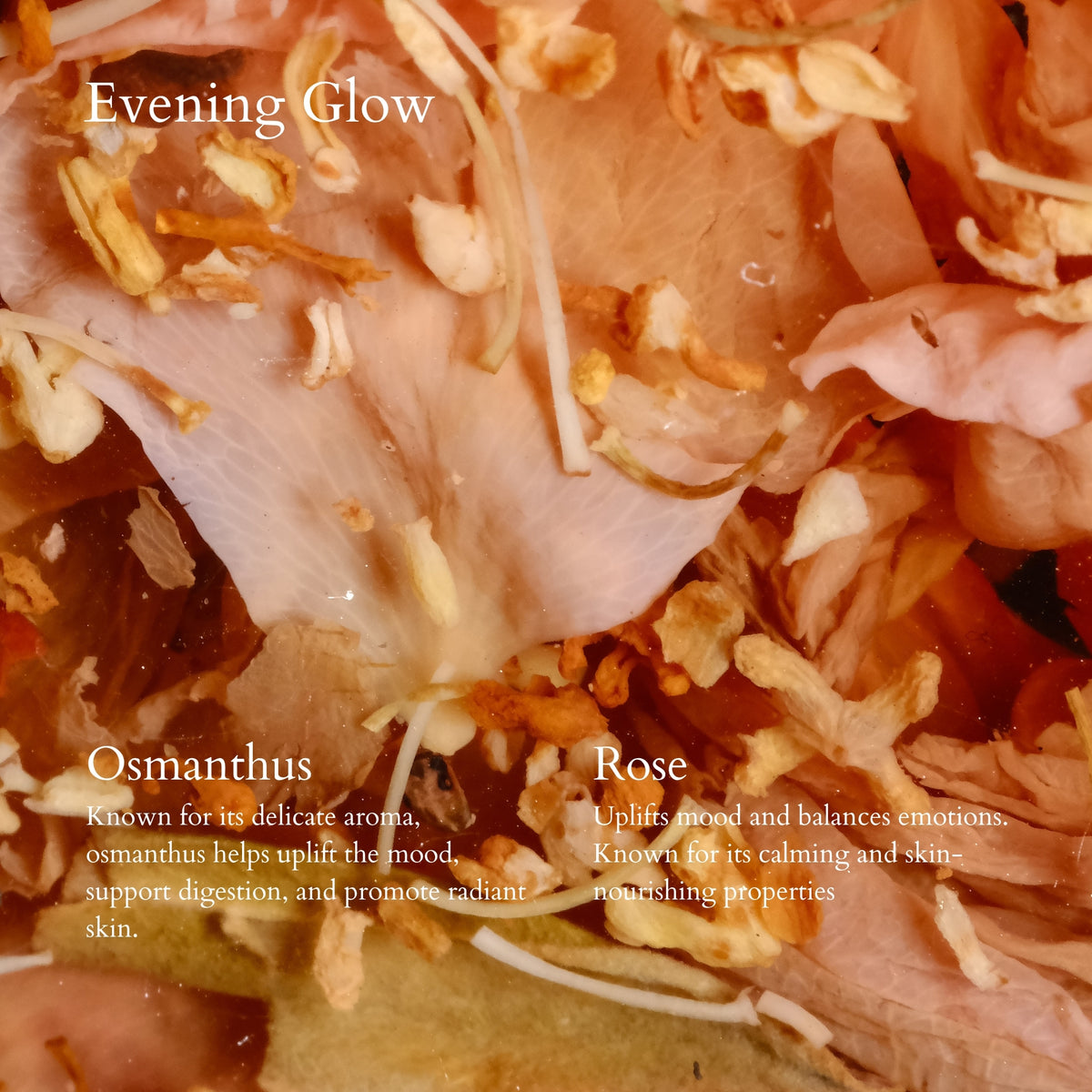 Close-up of Evening Glow Tea, showingosmanthus and rose flowers with text about their properties.