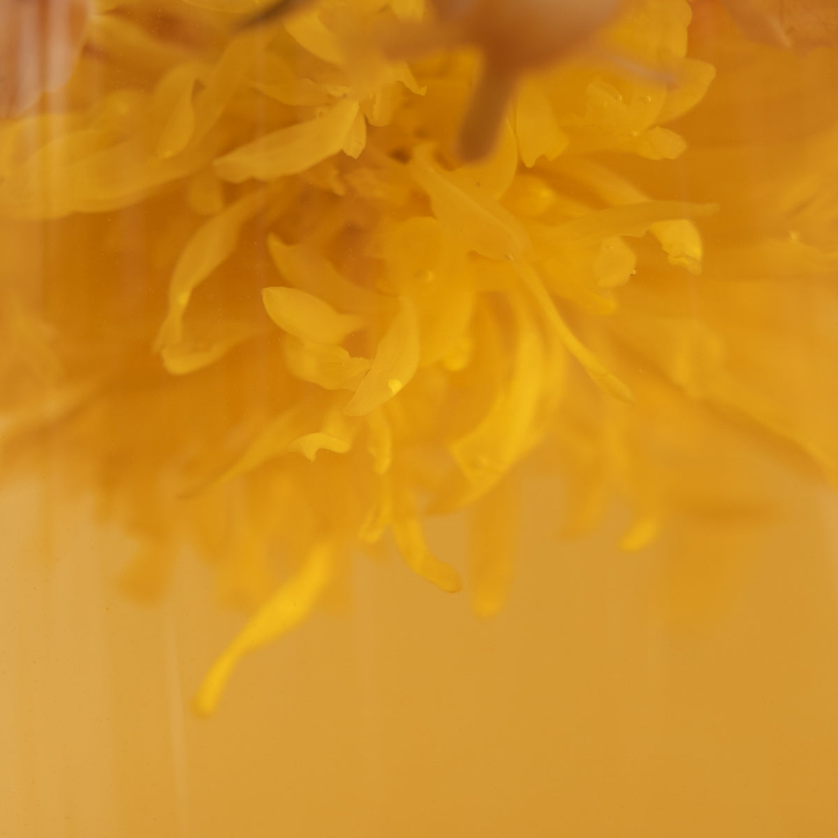 Close-up of yellow chrysanthemum flower tea unfurling against a blurred yellow background