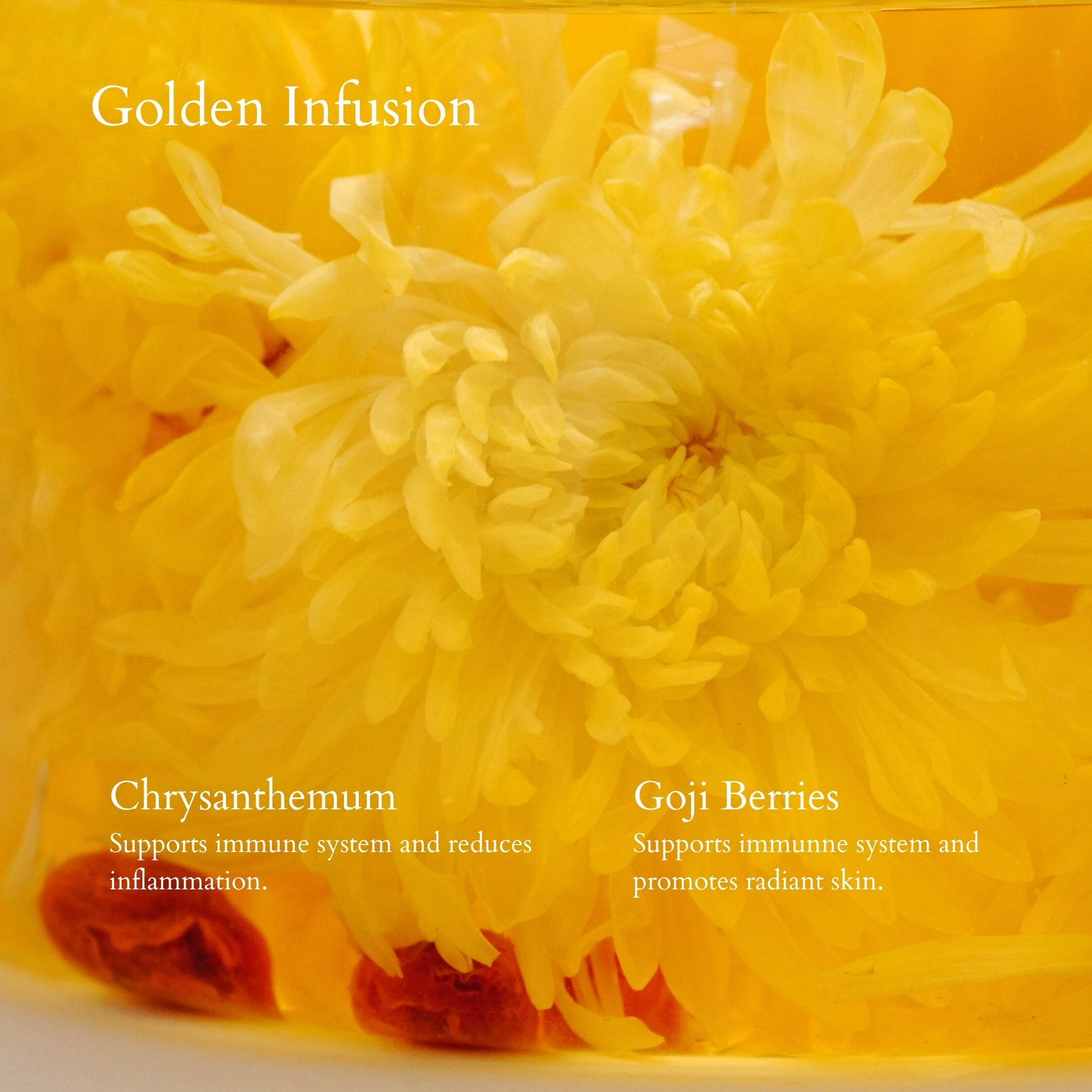 Yellow chrysanthemum and goji berries close up tea with benefits infographic 