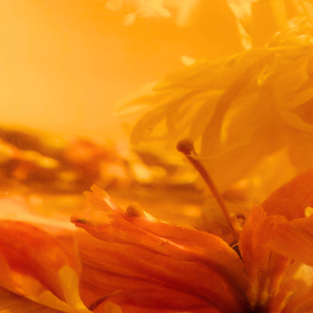 Close-up of inner bloom tea showing lily and chrysanthemum with orange hue background